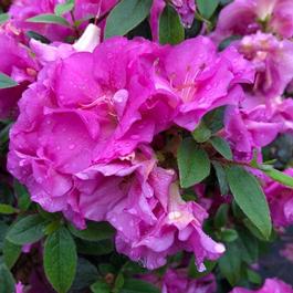 Rhododendron Perfecto Mundo® 'Double Purple' Rhododendron Perfecto Mundo® 'Double Purple'