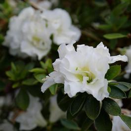 Rhododendron Perfecto Mundo® 'Double White' Rhododendron Perfecto Mundo® 'Double White'