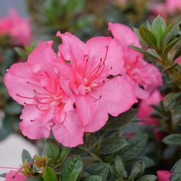 Rhododendron 'Perfecto Mundo Epic Coral®' Rhododendron 'Perfecto Mundo Epic Coral®'