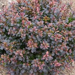Berberis thunbergii 'Sunjoy Todo®' Berberis thunbergii 'Sunjoy Todo®'