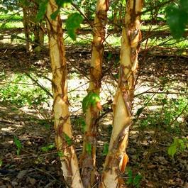 Betula nigra 'Dura Heat®' Betula nigra 'Dura Heat®'