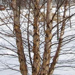Betula nigra 'Heritage®' Betula nigra 'Heritage®'
