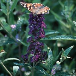 Buddleia davidii 'Black Knight' Buddleia davidii 'Black Knight'