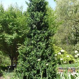 Buxus 'Green Mountain' Buxus 'Green Mountain'