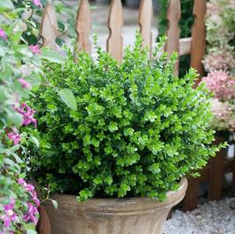 Buxus microphylla 'Sprinter®' Buxus microphylla 'Sprinter®'