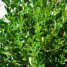 Buxus microphylla japonica 'Winter Gem'