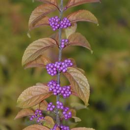 Callicarpa dichotoma 'Early Amethyst' Callicarpa dichotoma 'Early Amethyst'