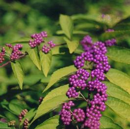 Callicarpa dichotoma 'Purple Pride' Callicarpa dichotoma 'Purple Pride'