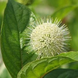 Cephalanthus occidentalis 'Fiber Optics®' Cephalanthus occidentalis 'Fiber Optics®'