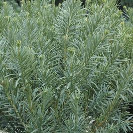 Cephalotaxus harringtonia 'Fastigiata' Cephalotaxus harringtonia 'Fastigiata'