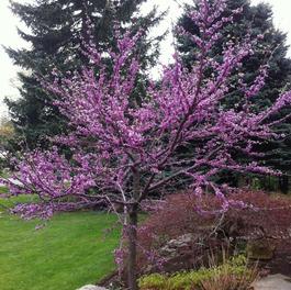 Cercis canadensis Cercis canadensis