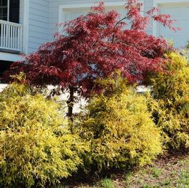 Chamaecyparis pisifera 'Golden Mop' Chamaecyparis pisifera 'Golden Mop'