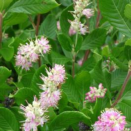 Clethra alnifolia 'Ruby Spice' Clethra alnifolia 'Ruby Spice'