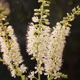Clethra alnifolia 'Vanilla Spice®' Clethra alnifolia 'Vanilla Spice®'