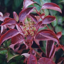 Cornus racemosa 'Geazam' Cornus racemosa 'Geazam'