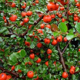 Cotoneaster apiculatus Cotoneaster apiculatus