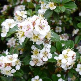 Cotoneaster dammeri 'Coral Beauty' Cotoneaster dammeri 'Coral Beauty'