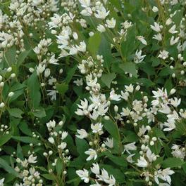 Deutzia gracilis 'Nikko' Deutzia gracilis 'Nikko'