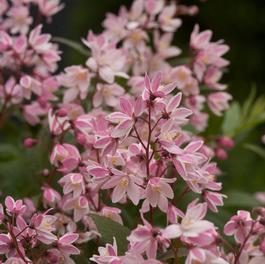 Deutzia 'Yuki Cherry Blossom®' Deutzia 'Yuki Cherry Blossom®'