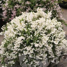Deutzia 'Yuki Snowflake®' Deutzia 'Yuki Snowflake®'