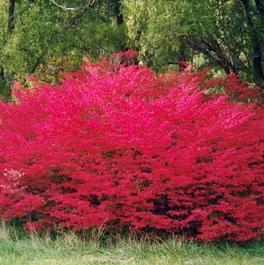 Euonymus alatus 'Compactus' Euonymus alatus 'Compactus'