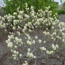 Fothergilla gardenii Fothergilla gardenii