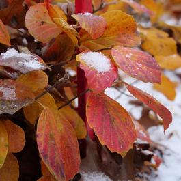 Fothergilla x intermedia 'Legend of the Fall®' Fothergilla x intermedia 'Legend of the Fall®'