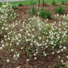Fothergilla x intermedia 'Legend of the Small®' Fothergilla x intermedia 'Legend of the Small®'