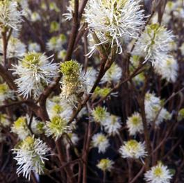 Fothergilla major 'Mount Airy' Fothergilla major 'Mount Airy'