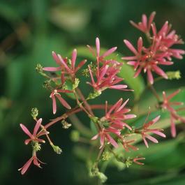 Heptacodium miconioides Heptacodium miconioides