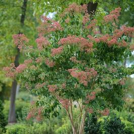 Heptacodium miconioides 'Temple of Bloom®' Heptacodium miconioides 'Temple of Bloom®'