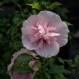 Hibiscus syriacus 'Pink Chiffon®' Hibiscus syriacus 'Pink Chiffon®'