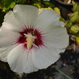 Hibiscus syriacus 'Red Heart' Hibiscus syriacus 'Red Heart'
