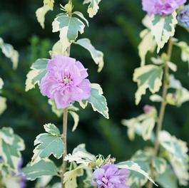Hibiscus syriacus 'Sugar Tip® Gold' Hibiscus syriacus 'Sugar Tip® Gold'