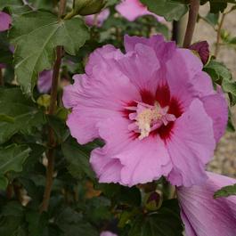 Hibiscus syriacus First Editions® 'Tahiti™' Hibiscus syriacus First Editions® 'Tahiti™'