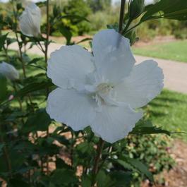 Hibiscus syriacus 'White Pillar®' Hibiscus syriacus 'White Pillar®'