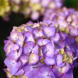 Hydrangea macrophylla 'BloomStruck®' Hydrangea macrophylla 'BloomStruck®'