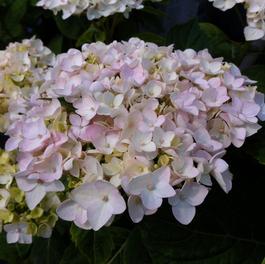 Hydrangea macrophylla 'Blushing Bride' Hydrangea macrophylla 'Blushing Bride'