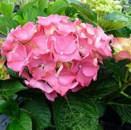 Hydrangea macrophylla 'Glowing Embers' Hydrangea macrophylla 'Glowing Embers'