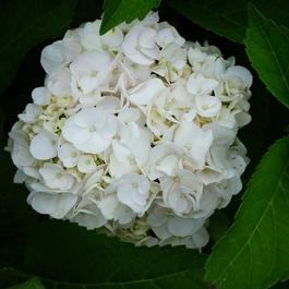 Hydrangea macrophylla 'Madame Emile Mouilliere' Hydrangea macrophylla 'Madame Emile Mouilliere'