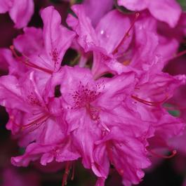 Rhododendron Gable hybrid 'Karen'