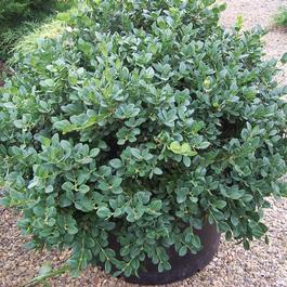 Buxus 'Gordo™' Buxus 'Gordo™'