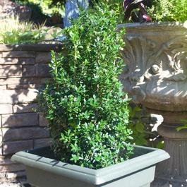 Buxus sempervirens 'Dee Runk' Buxus sempervirens 'Dee Runk'