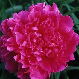 Paeonia lactiflora 'Felix Supreme'