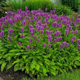 Stachys monieri 'Hummelo' Stachys monieri 'Hummelo'