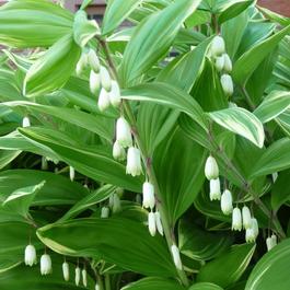 Polygonatum odoratum var. pluriflorum 'Variegatum' Polygonatum odoratum var. pluriflorum 'Variegatum'