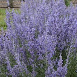Perovskia atriplicifolia 'Denim 'n Lace' Perovskia atriplicifolia 'Denim 'n Lace'