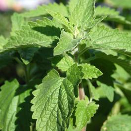 Nepeta cataria Nepeta cataria