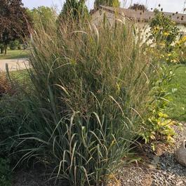Panicum virgatum 'Northwind' Panicum virgatum 'Northwind'