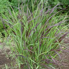 Panicum virgatum 'Shenandoah' Panicum virgatum 'Shenandoah'